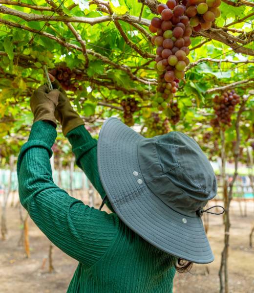 Farmer cutting red grapes in vineyard in the early morning, with plump grapes harvested laden waiting red wine nutritional drink in Ninh Thuan province, Vietnam